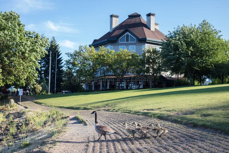 Canada goose stock images