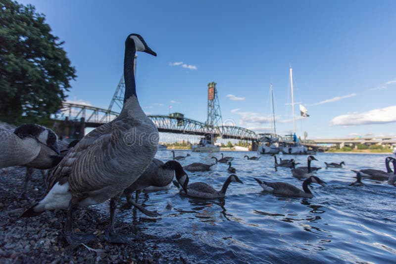 Canada goose royalty free stock photos