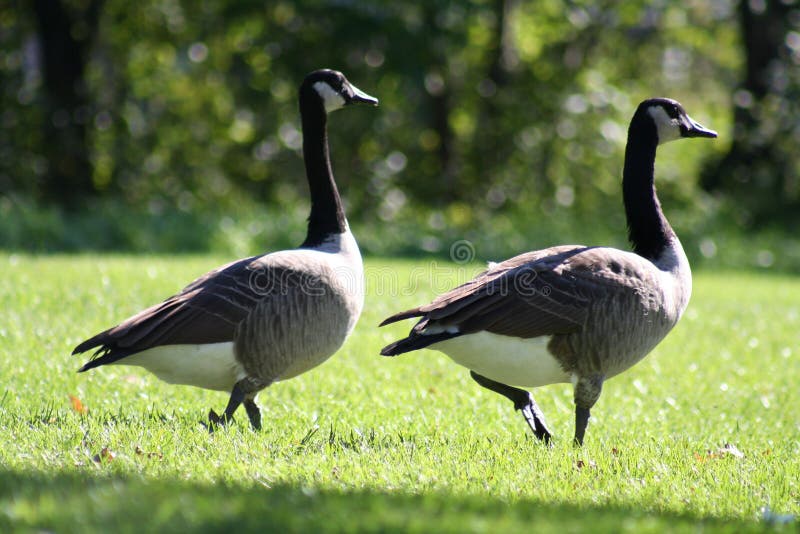 A pair of geese. A pair of geese.