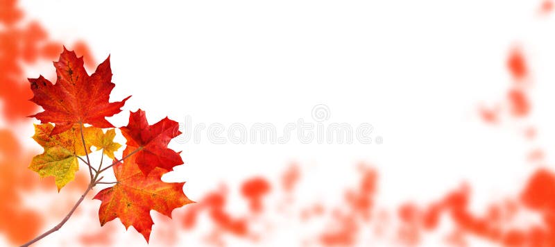 Canada maple tree autumn branch isolated on white royalty free stock photos Canada maple tree autumn branch isolated on white royalty free stock photos