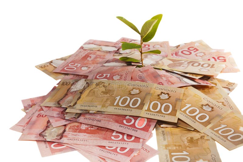 Canada Money Tree stock photos