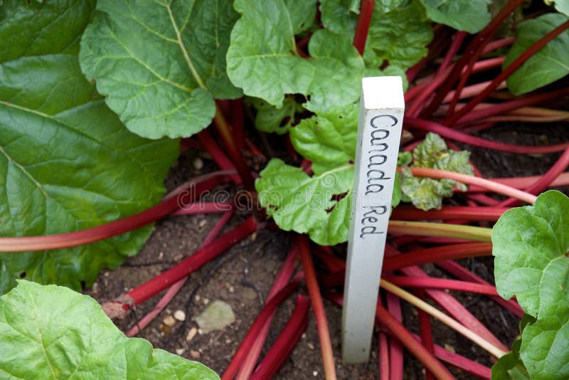 Canada Red Rhubarb Growing in English Garden Stock Image Image of