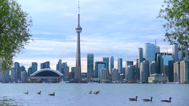 Canada Toronto Establishing Shot with Ducks and Sea.