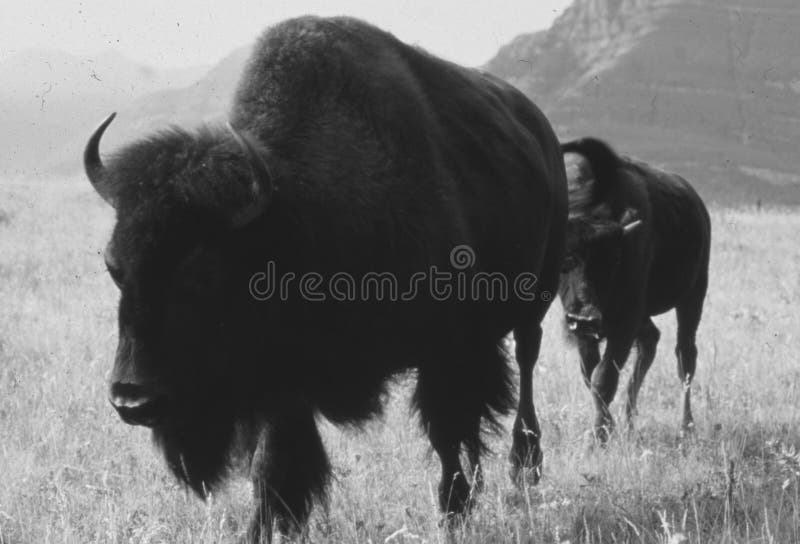 Canada Two Bisons in the Wilderness Stock Image Image of nature