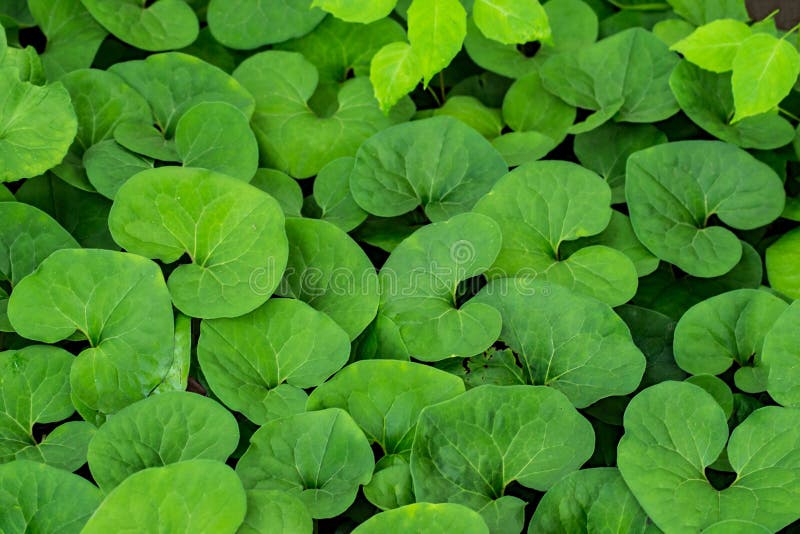 Canadense asarum дикого имбиря стоковые изображения rf