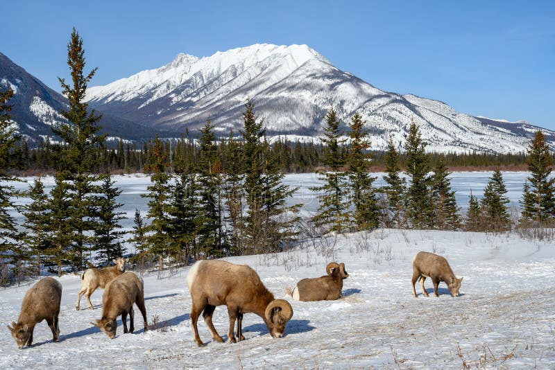 Canadensis d'Ovis de mouflons d'Amérique, Jasper National Park, Alberta, Canada photo stock Canadensis d'Ovis de mouflons d'Amérique, Jasper National Park, Alberta, Canada photo stock