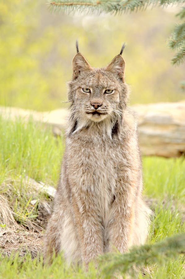 Lynx canadensis, sentado imagens de stock