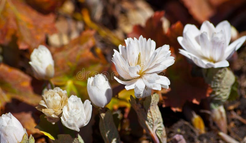 Canadensis sanguinaria, επτά εγκαταστάσεις στοκ εικόνες