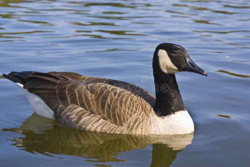 Canadese Gans stock fotografie Canadese Gans stock fotografie