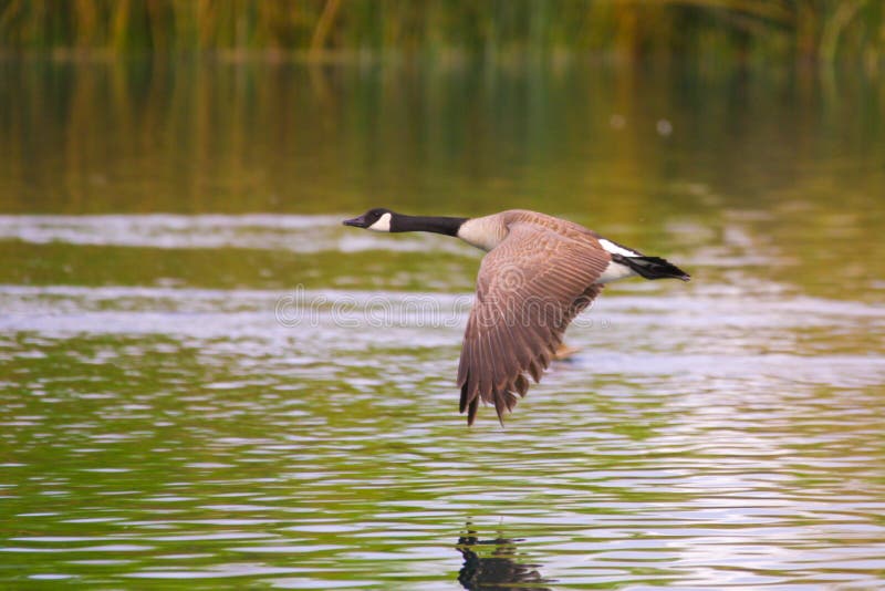 Canadese Vliegende Gans royalty-vrije stock foto's Canadese Vliegende Gans royalty-vrije stock foto's
