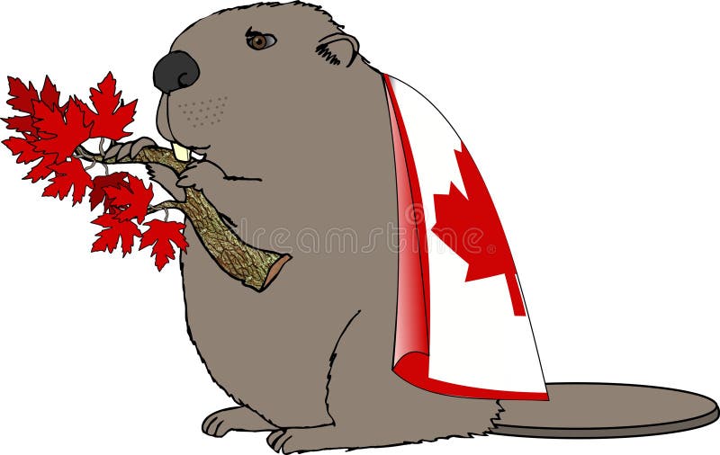 This illustration that I created depicts a beaver eating a maple branch and wearing a Canadian flag. Maple leaf canada cartoon illustrations