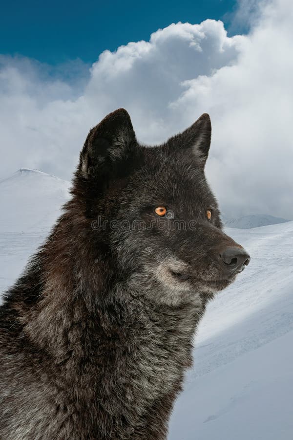 Canadian Black Wolf on Background of Snowcapped Mountains Stock Image