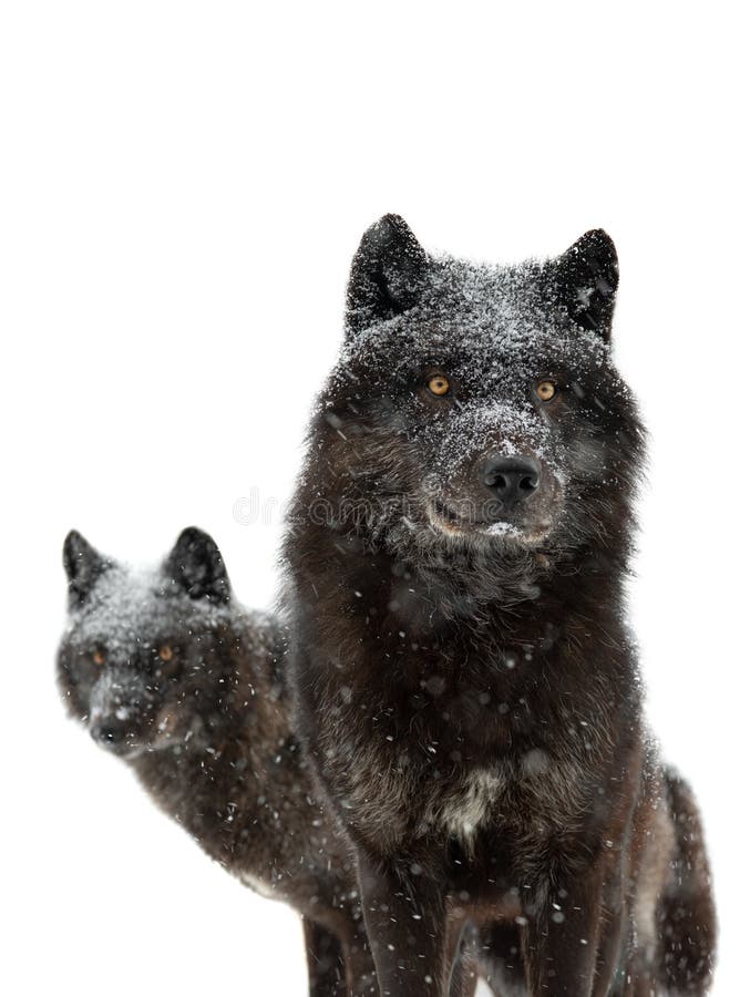 Canadian black wolfs during snowfall isolated on white background