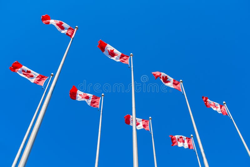 Canadian Flags Waving Over Blue Sky Stock Image Image of color