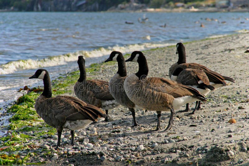Canadian geese royalty free stock images