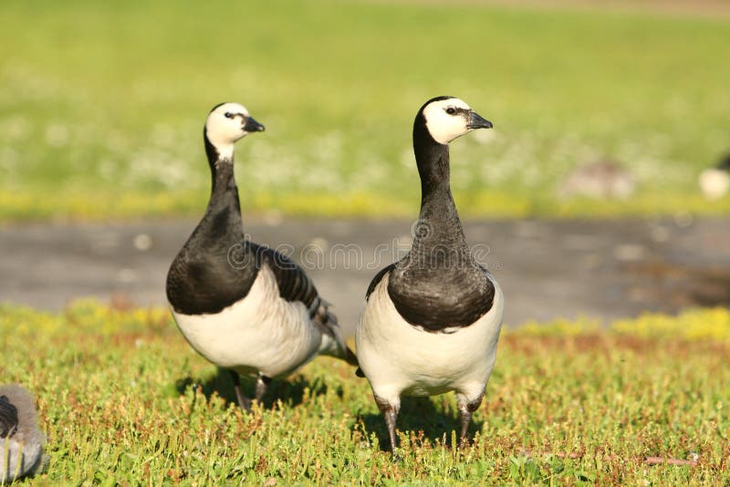 Canadian geese stock image. Image of fowl, water, feather 18780439