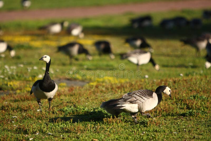 Canadian geese royalty free stock image