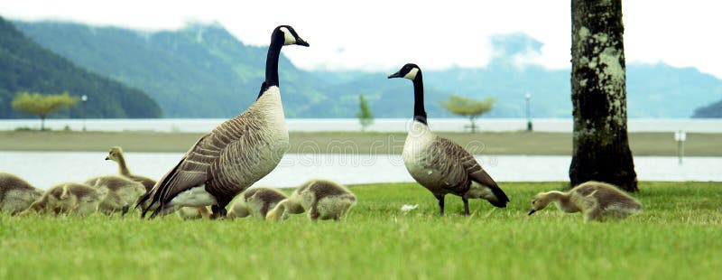 Canadian Geese royalty free stock photos