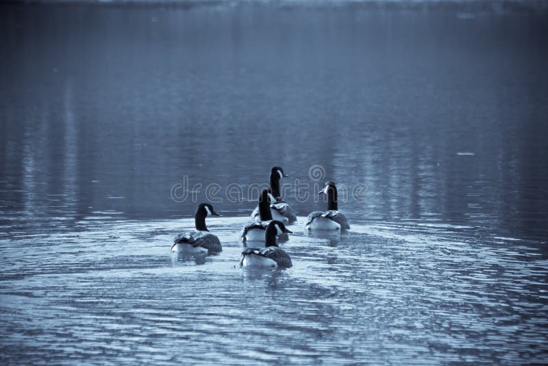 Canadian Geese stock photo