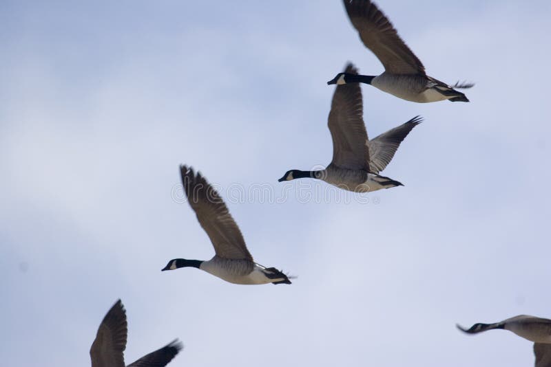 Canadian Geese stock photos