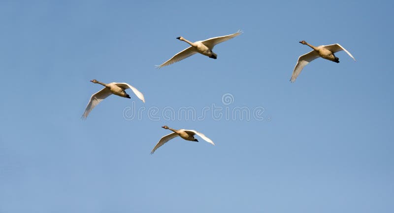 Canadian geese stock photos