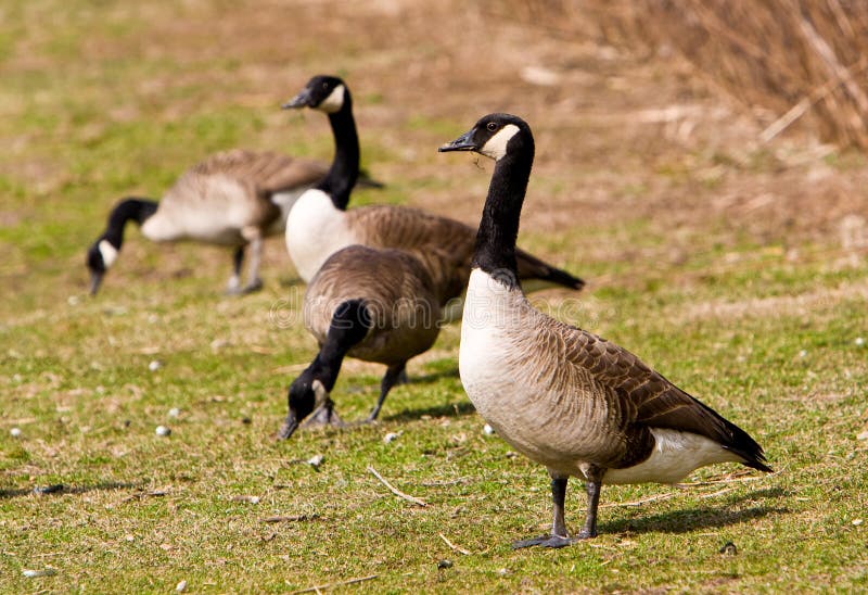 Canadian Geese stock photography