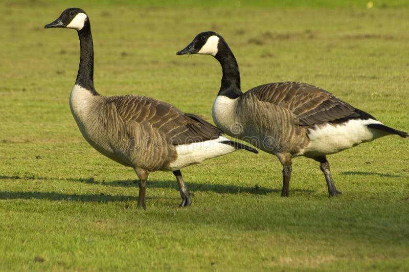 Canada goose store white horse