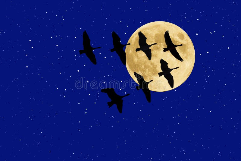 Canadian Geese beneath Full Moon and Stars stock images