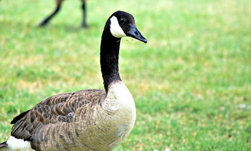 Canadian Geese