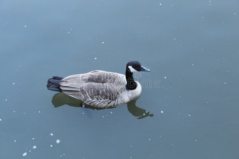 Canadian geese - Chinatown Washington DC - Street View