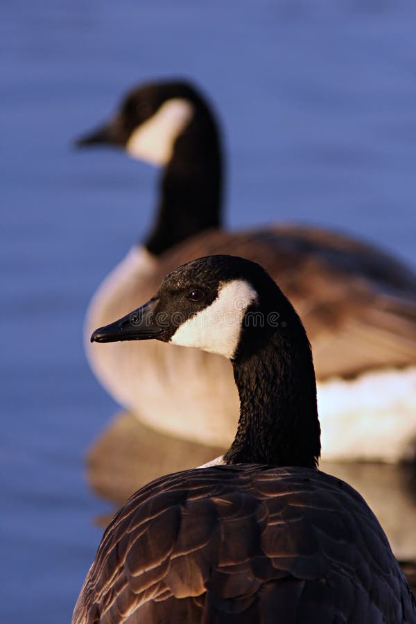 Canadian Geese Duo