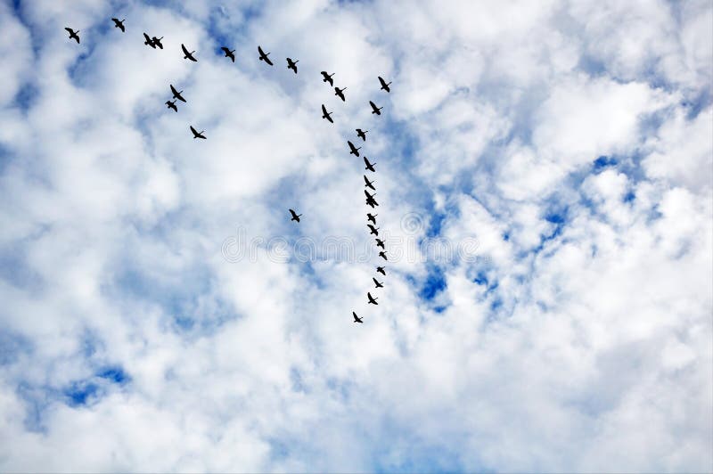 Canadian geese in flight