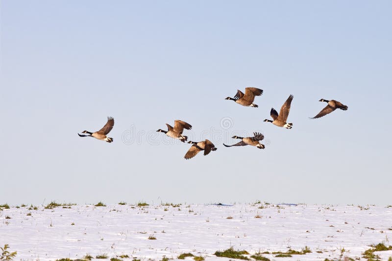 Canadian Geese in flight stock photography