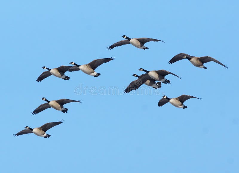 Canadian Geese In Flight royalty free stock image