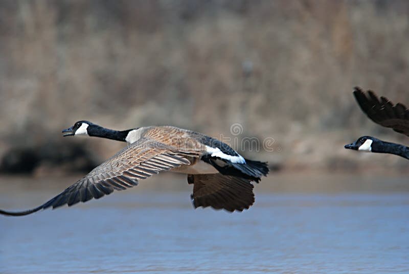 Canadian Geese flying royalty free stock photo