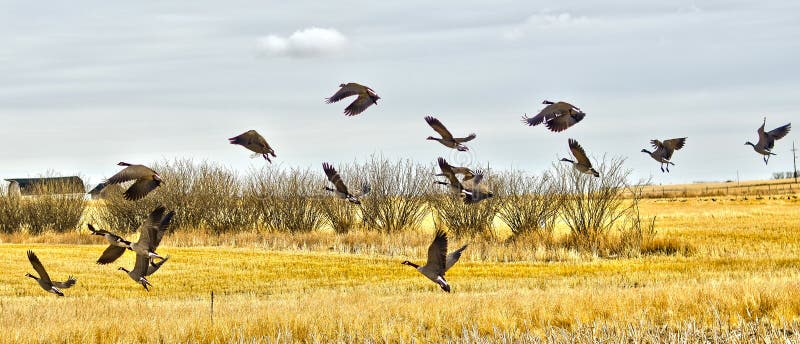 Canadian Geese stock photography