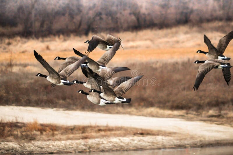 Magnificent Canadian Geese Flying Over Decorah Iowa
