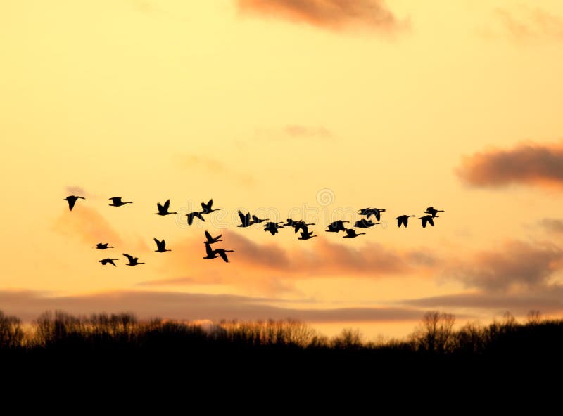Canadian Geese Flying at Sunset royalty free stock images