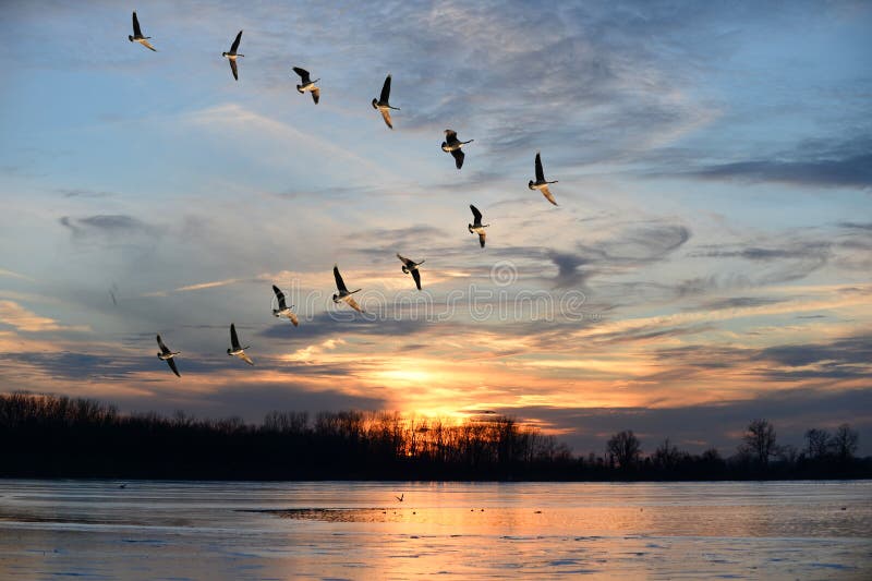 Skupina Kanadské husy létání ve v formaci přes zamrzlé jezero.