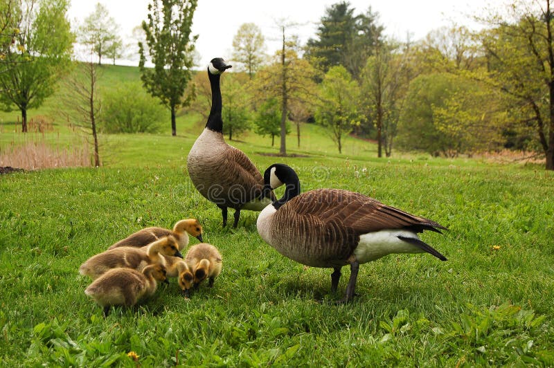 Canadian Geese with Goslings