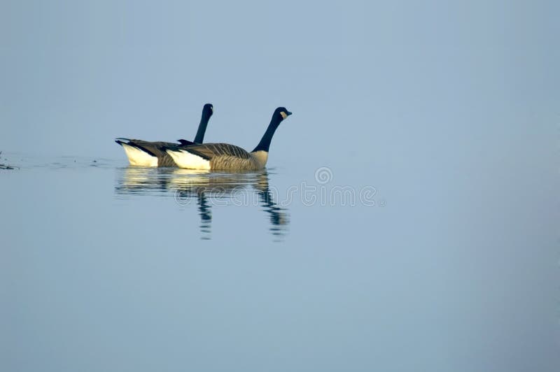 Canadian geese isolated