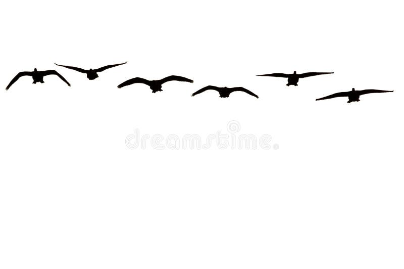Canadian geese isolated on white background royalty free stock images