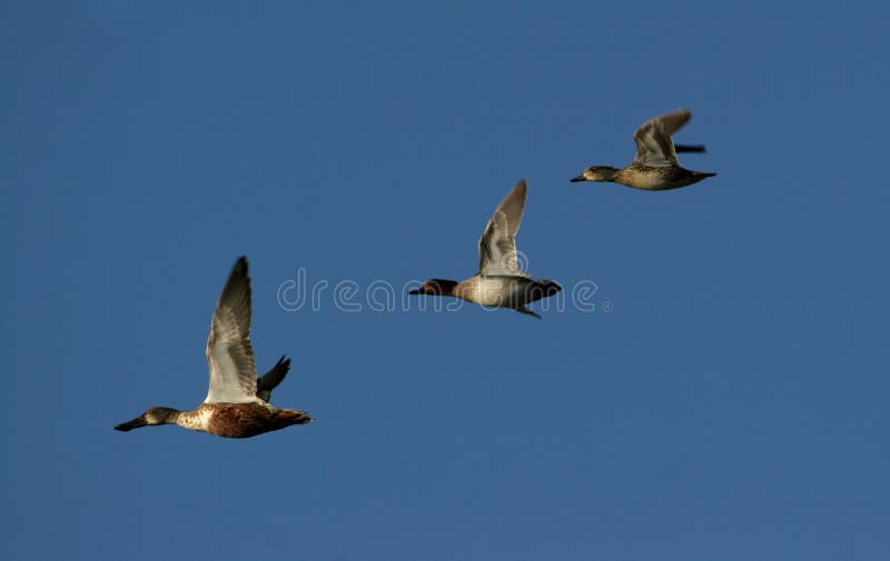 Canadian geese migrating stock photography