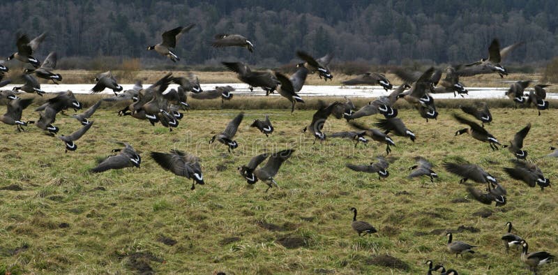 Canadian Geese Migration
