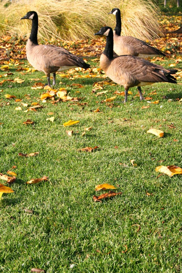 Canadian Geese Near The Lake royalty free stock photos
