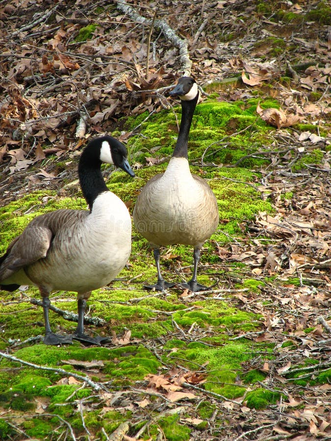Canadian Geese, Pair stock images