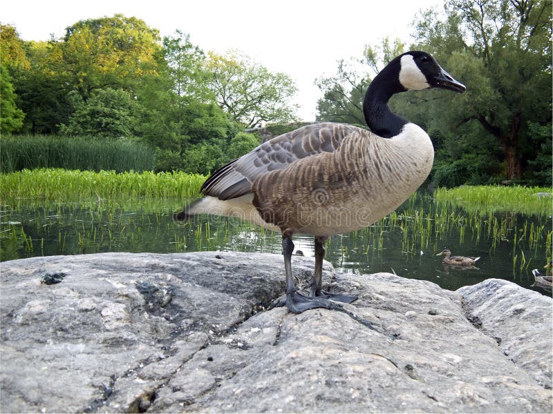 Canadian geese on rock