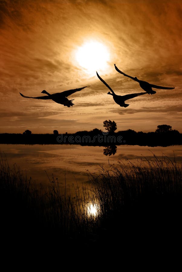 Canadian Geese Silhouette stock images
