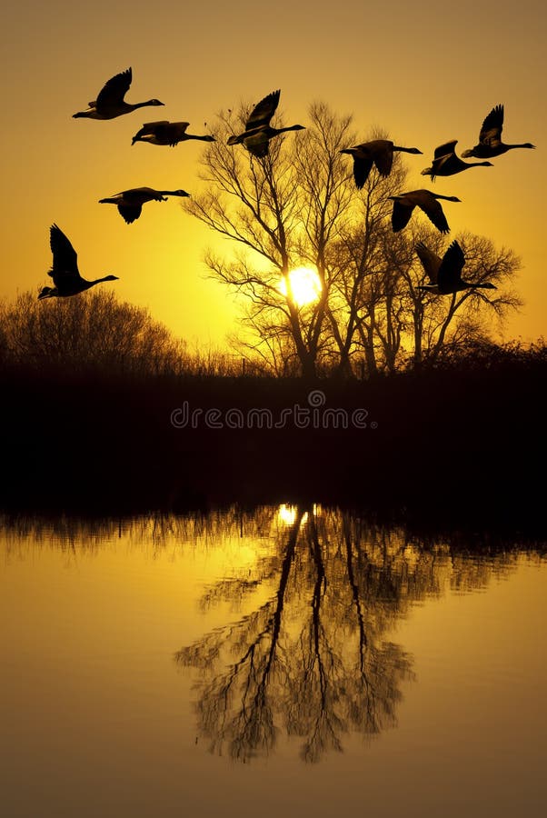 Canadian Geese at Sunset stock photo