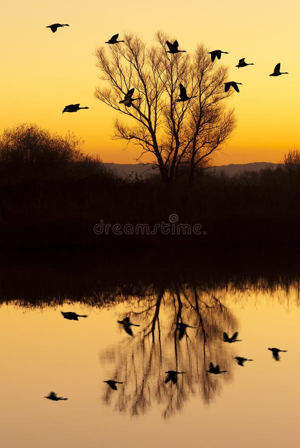 Canadian Geese at Sunset stock photos